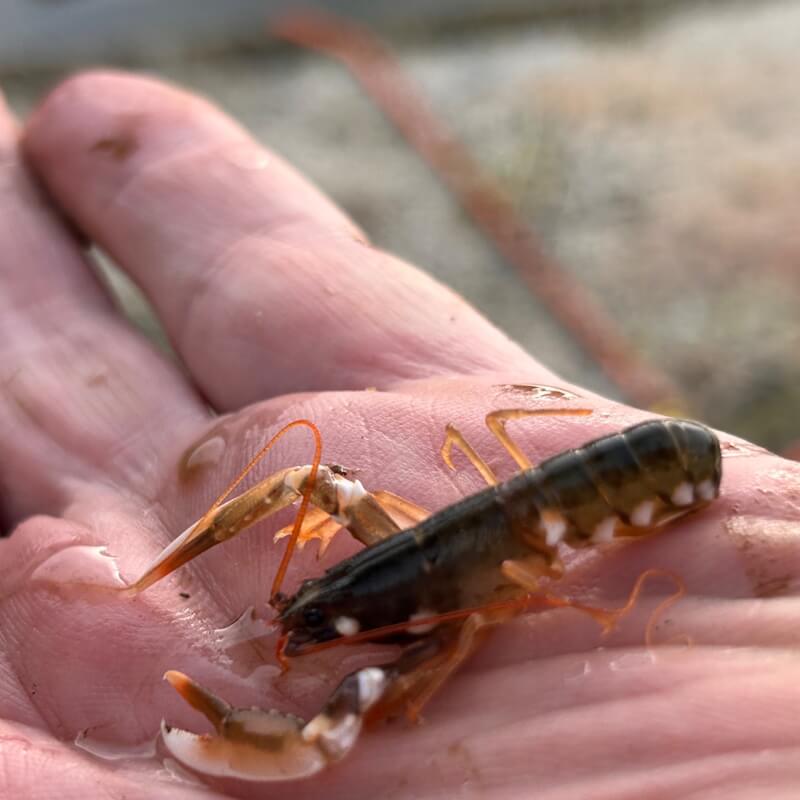 Fishermens lobster store