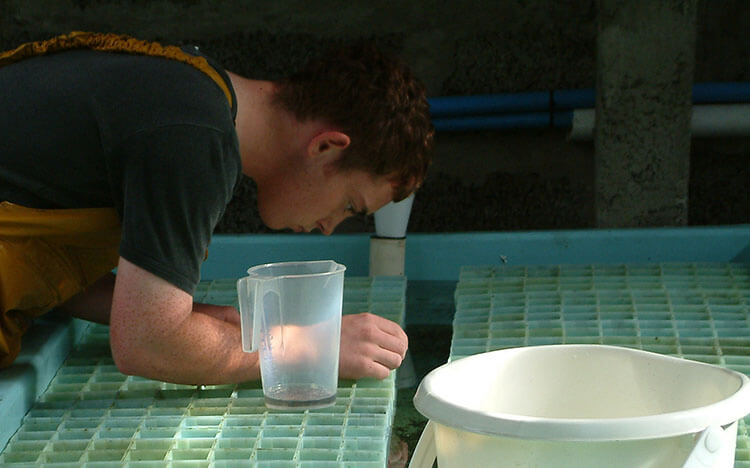 History of lobster hatcheries