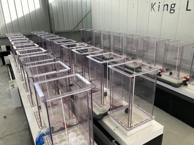 Lobster Hatching Cubes