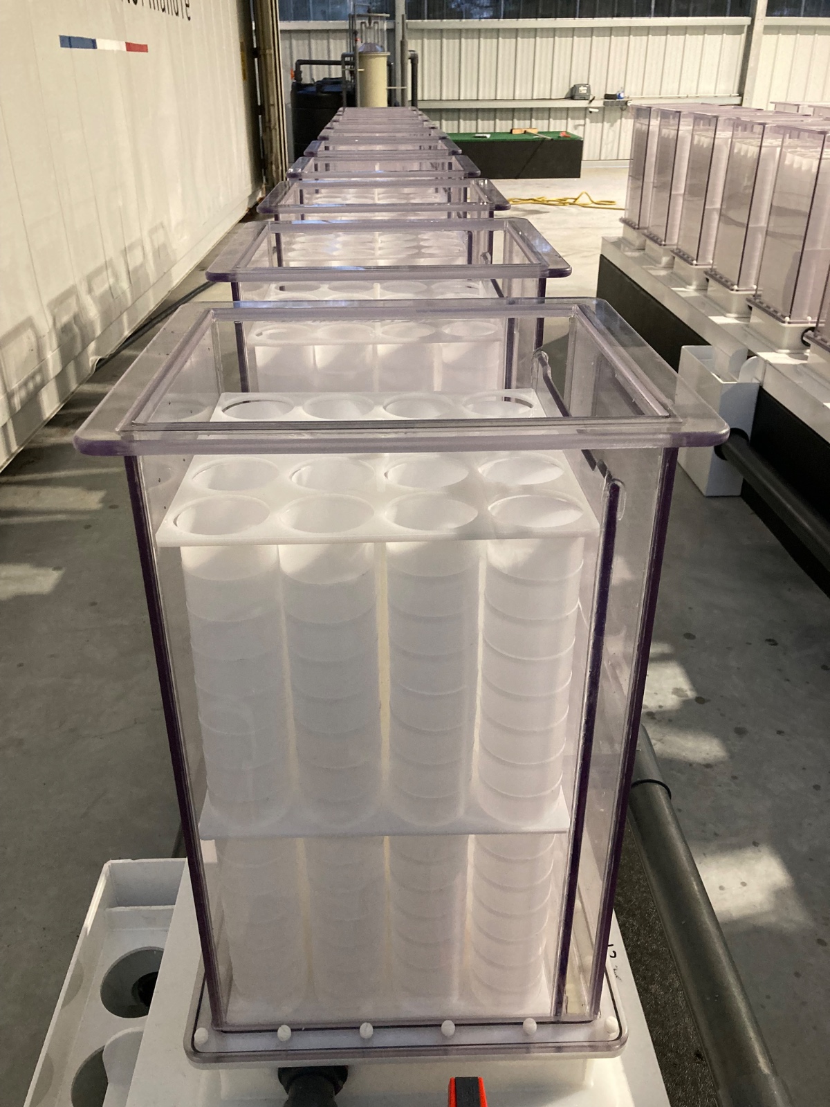 Ongrowing Lobsters on Land