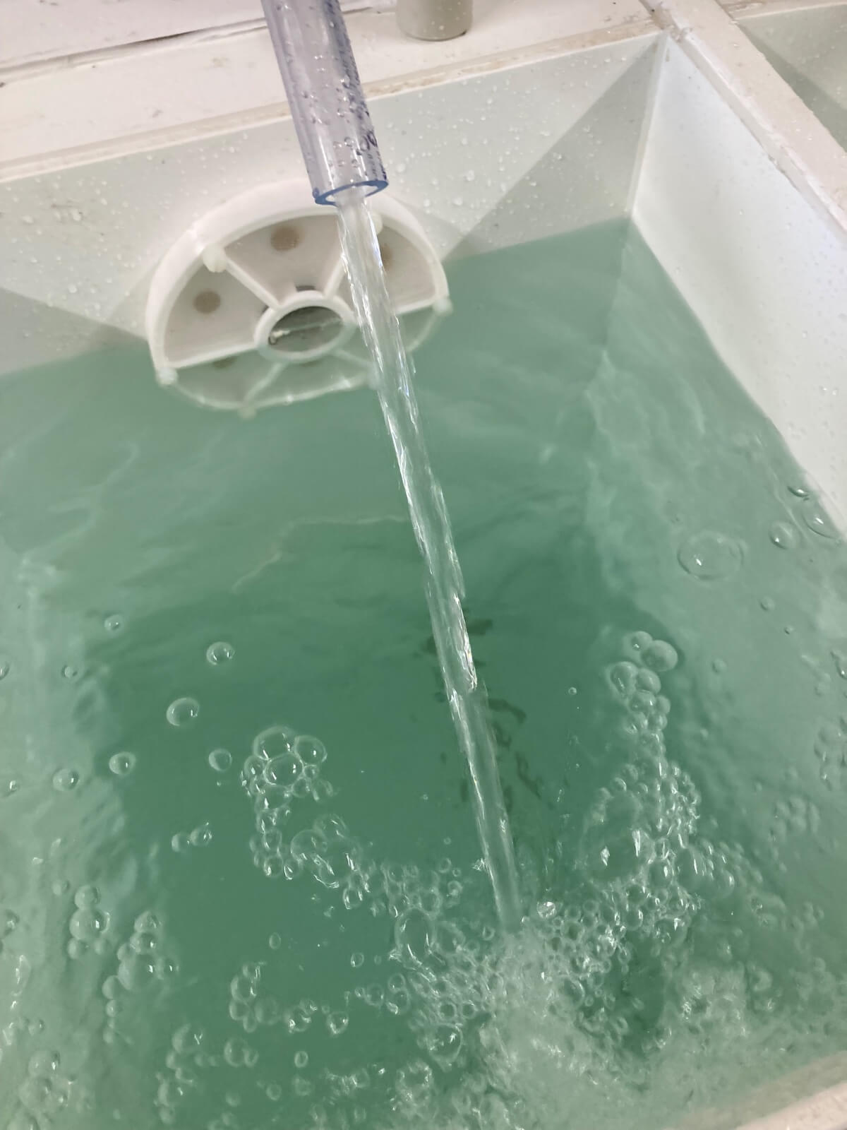 The new Torus incubator